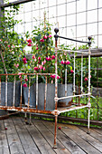 Antique metal bench and fuchsia on the terrace