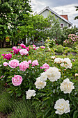White and pink fragrant peonies (Paeonia) in the garden