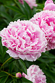 Pink peonies (Paeonia) 'Sarah Bernhardt' in the garden