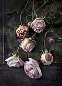 roses still life on metal background
