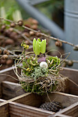 A moss nest with pre-sprouted hyacinths decorated with twigs and a snail shell