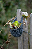 A pre-emerged hyacinth with moss and twigs in a crochet basket hanging on a garden fence