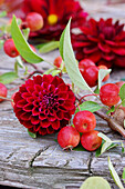 A dahlia flower and an ornamental apple branch on a wooden background