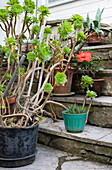 Plant pots with rosette thickleaf (Aeonium arboreum), hibiscus and cacti on stone steps