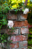 Pale pink climbing rose 'Awakening' on brick pillar