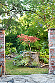 Red slash maple (Acer palmatum) 'Garnet' planted in old tree trunk viewed through archway in the garden