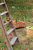 Apfelernte im Garten - Leiter und Körbe