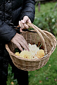 Hands holding basket with dahlia flowers (Dahlia)