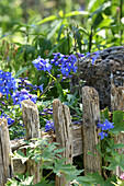 Large-flowered delphinium next to wooden fence