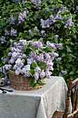 Purple lilacs in a basket on a table with a linen cover