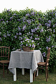 Lila Flieder im Korb auf Tisch mit Leinendecke und zwei Stühle am Fliederstrauch im Garten