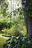 Swing hung from an old tree in the garden, in the foreground bergenia