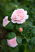 Rosafarbene Rose