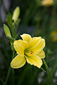 Flowering daylily (Hemerocallis)