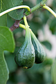 Green figs on a tree (Ficus)