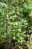 Iron lattice overgrown with honeysuckle