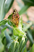 Immature maize plant with incompletely developed cobs in the garden