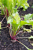 Beetroot (Beta vulgaris) in the garden bed