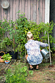 Gardening: Woman watering tomato plants on a wooden wall