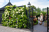 Exterior wall of the terrace with climbing hydrangea, opened wrought-iron gate