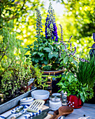 Delphinium and kitchen herbs in the garden