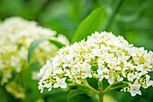 White hydrangea 'Annabelle'