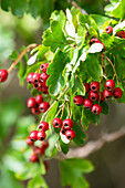 Weißdorn, Zweig mit roten Beeren am Strauch (Crataegus)