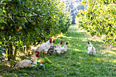 White chickens in an apple orchard