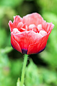 Poppy blossom in meadow, flower portrait, (Papaver)