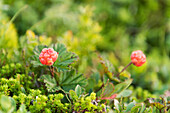 Multebeere (auch Nordic Berry), Moltebeere (Rubus chamaemorus), Skandinavien