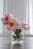 Glass vase of pink peonies (Paeonia)