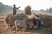 Hay harvest in Myanmar