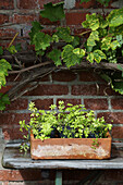 Woodruff in a terracotta bucket in front of a brick wall with vines