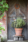 Herb pot in front of antique wooden door