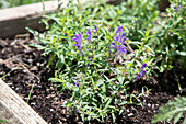 Chinese skullcap (Scutellaria baicalensis) in the bed