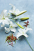White lilies with cut stamens