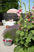 Stockrosen und blühender Lavendel im Innenhof, im Hintergrund Tisch mit Stühlen unter Sonnenschirm