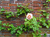 Rose an Backsteinmauer