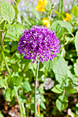Ornamental allium, flower in the garden, Allium Globemaster