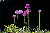 Ornamental leek (Allium), Allium Globemaster, flowers in the garden