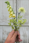 Großblütiger Fingerhut (Digitalis grandiflora), Schuppenkopf (Cephalaria) und Wolfsmilch (Euphorbia ascot 'Rainbow'), einzelne Blüten