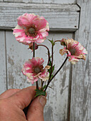 Plucked flowers of the carnation root (Geum 'Pretticoats Peach')