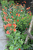 Frühlingsblumen im Beet - Wolfsmilch (Euphorbia) , Vergissmeinnicht (Myosotis) und Nelkenwurz (Geum)
