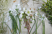 Spring flowers - Snowdrop (Galanthus), hellebore (Helleborus)