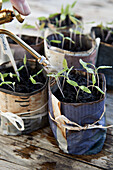 Kleine Tomatenpflanzen in selbstgemachten Zeitungstöpfen