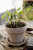 Small chili plants in pots (Capsicum)