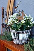 Lenzrose (Helleborus orientalis) in a basket with autumn decoration