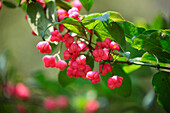 Fruits of the peony (Euonymus)