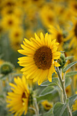 Sunflowers in a field (Helianthus annuus)