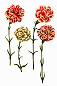 Nelke (Caryophyllus hortensis), digital retuschierte Illustration